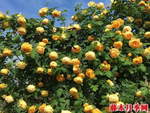 黃金慶典月季能長多高？
