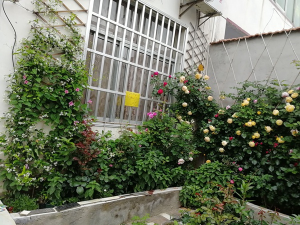 月季夏季需要防曬嗎？
