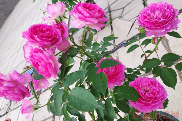 豐花月季怎么養(yǎng)，有哪些種植技巧