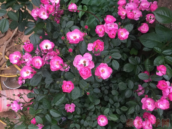 豐花月季怎么養(yǎng)，有哪些種植技巧