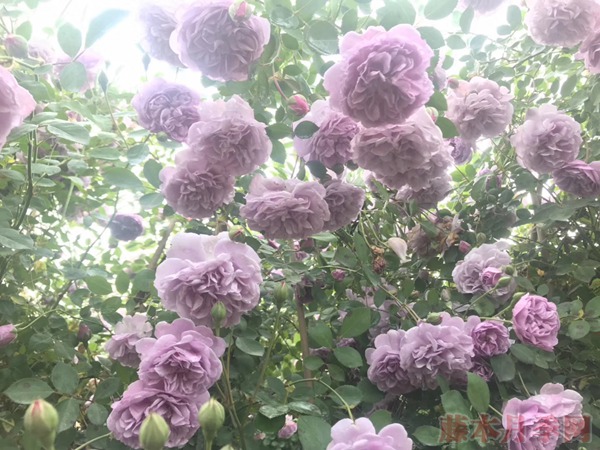 豐花月季怎么養(yǎng)，有哪些種植技巧