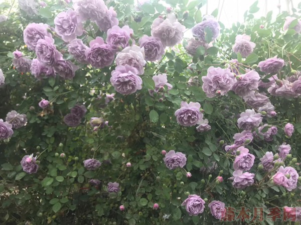 豐花月季怎么養(yǎng)，有哪些種植技巧
