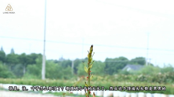初夏吸花要當(dāng)心，你聞到的可能不是花香，而是薊馬