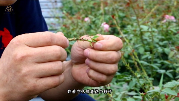初夏吸花要當(dāng)心，你聞到的可能不是花香，而是薊馬
