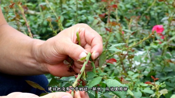 初夏吸花要當(dāng)心，你聞到的可能不是花香，而是薊馬