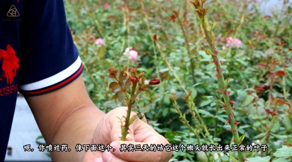 初夏吸花要當(dāng)心，你聞到的可能不是花香，而是薊馬