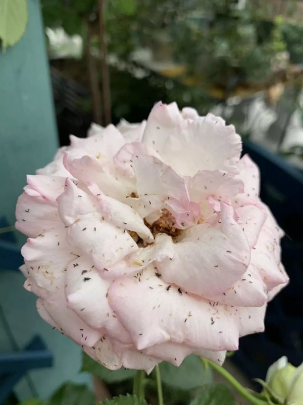初夏吸花要當(dāng)心，你聞到的可能不是花香，而是薊馬