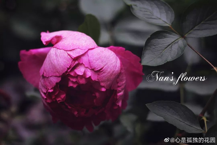 胭脂一出，六宮粉黛無顏色