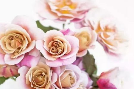 遙遠的鼓聲：聽聲、聞香、觀花