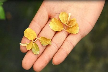 曬傷、藥傷、肥傷……引起的灼燒型黃葉