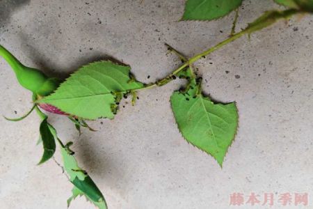 莖蜂、葉蜂高發(fā)期到了，大家要提高警惕！