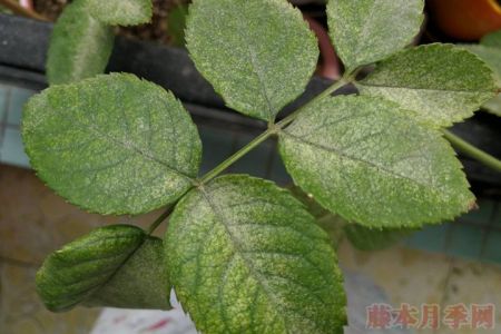月季紅蜘蛛為什么這么難殺光？