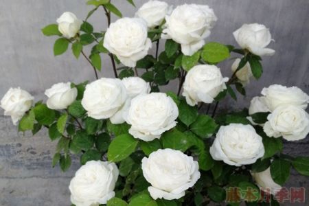 豐花月季怎么養(yǎng)，有哪些種植技巧