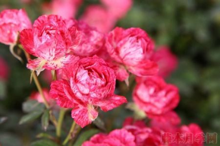 雪花肥牛月季怎么樣，有什么優(yōu)缺點(diǎn)？