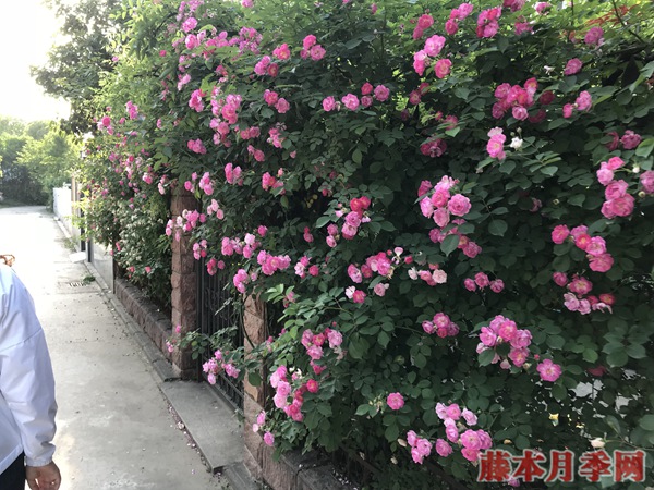 為什么說月季最佳的嫁接季節(jié)是在春季？