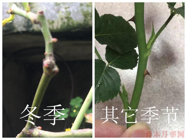 為什么說月季最佳的嫁接季節(jié)是在春季？