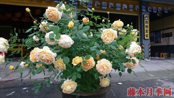 為什么說月季最佳的嫁接季節(jié)是在春季？