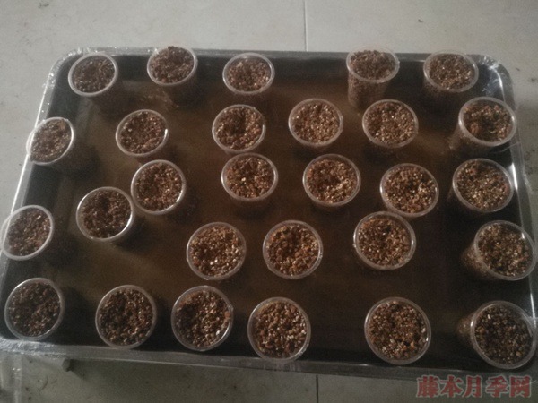 大神花友分享的月季扦插方法！