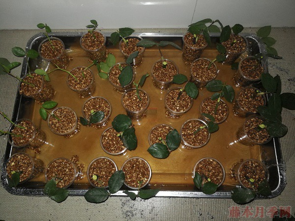 大神花友分享的月季扦插方法！