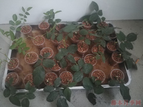 大神花友分享的月季扦插方法！