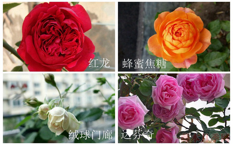 在廣東表現(xiàn)比較好的月季都有哪些？