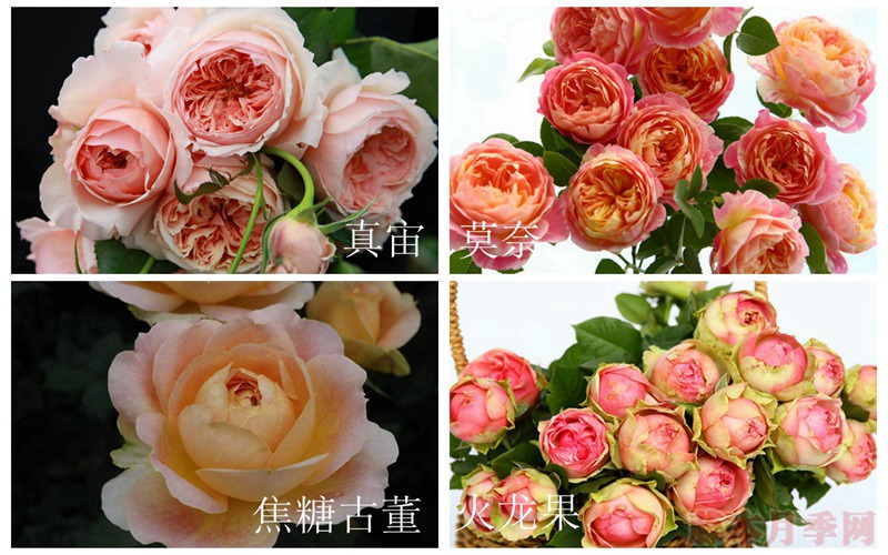 在廣東表現(xiàn)比較好的月季都有哪些？