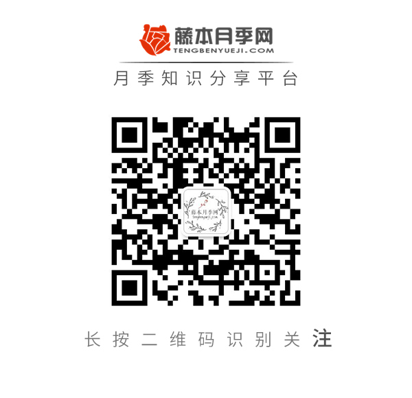 月季夏天要不要施肥，有什么需要注意的地方？