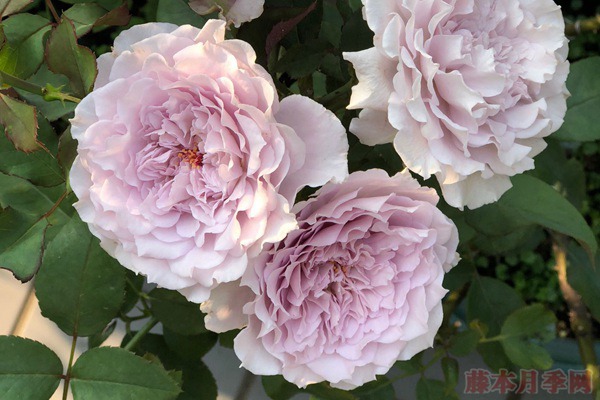 蜻蜓月季好養(yǎng)嗎，適不適合陽(yáng)臺(tái)種植？