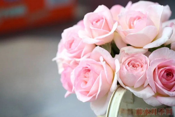 夏天月季黃葉是什么原因，如何處理？