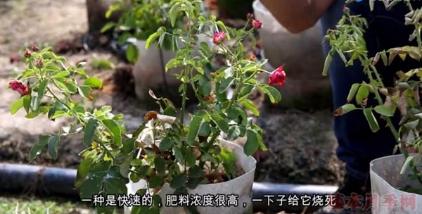 夏天月季黃葉是什么原因，如何處理？