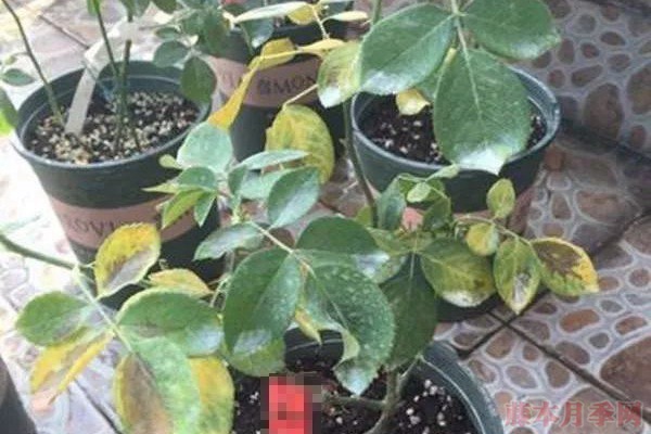 夏天月季黃葉是什么原因，如何處理？
