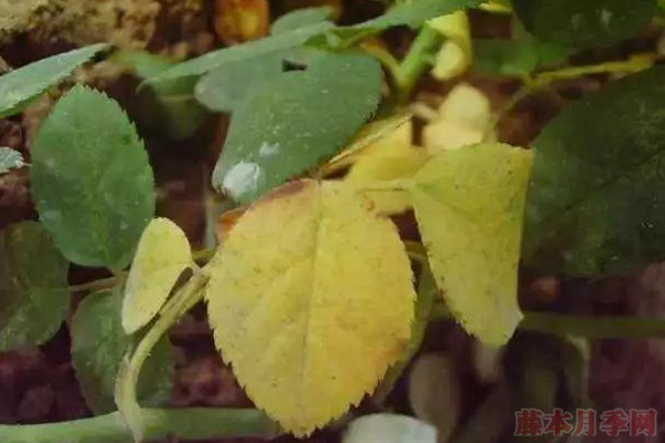 夏天月季黃葉是什么原因，如何處理？