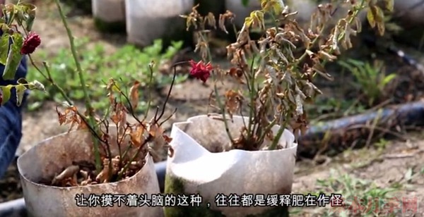 夏天月季黃葉是什么原因，如何處理？