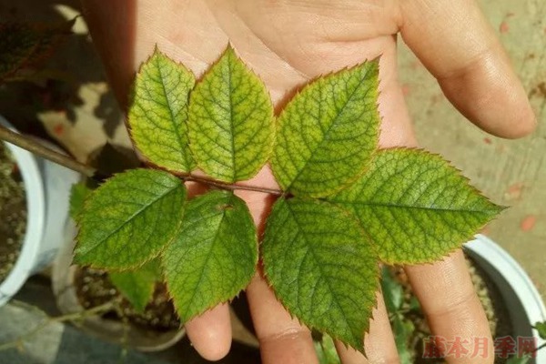 夏天月季黃葉是什么原因，如何處理？