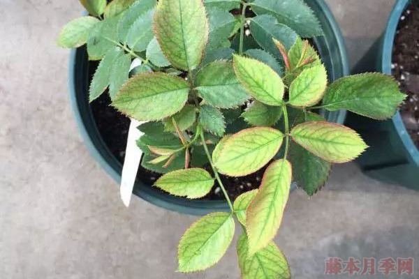 夏天月季黃葉是什么原因，如何處理？