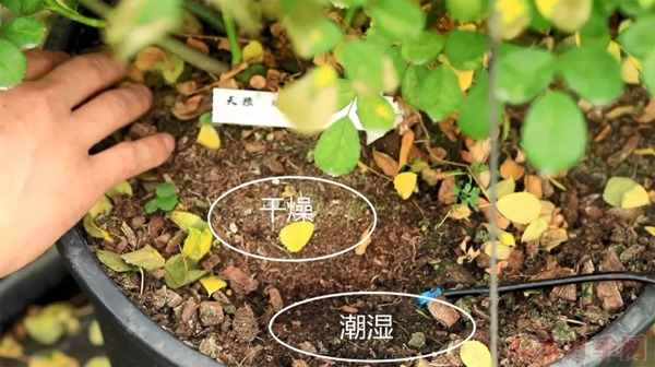夏天月季黃葉是什么原因，如何處理？