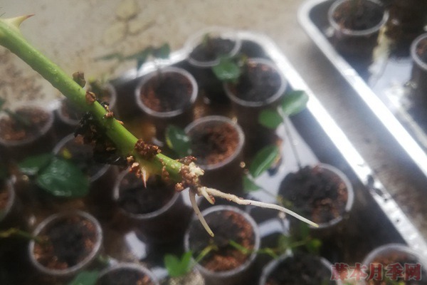 大神花友分享的月季扦插方法！