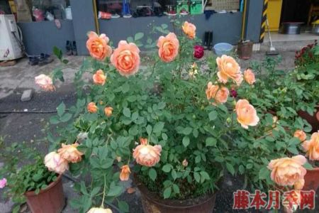 為什么說(shuō)月季最佳的嫁接季節(jié)是在春季？