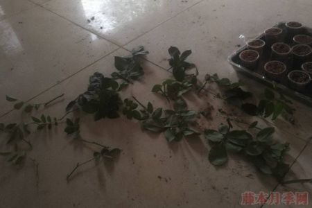 大神花友分享的月季扦插方法！