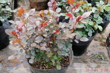 月季新葉為什么有的是紅的，有的是綠的？