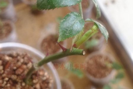 月季假活有什么表現(xiàn)，如何避免？