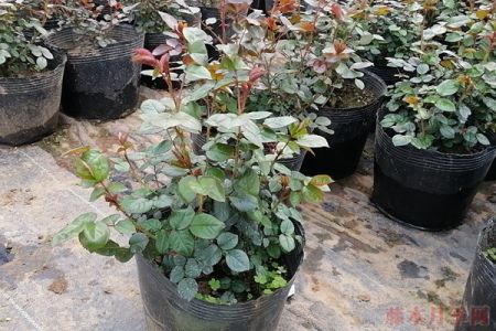 月季嫁接苗不肯發(fā)筍？沒有的事！