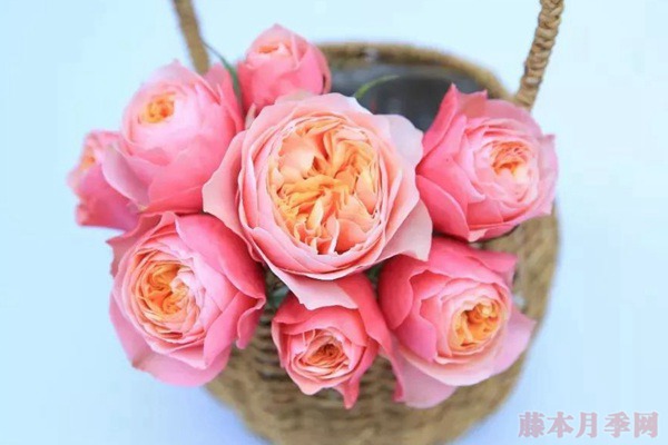 夏季超級(jí)耐高溫的月季品種推薦！