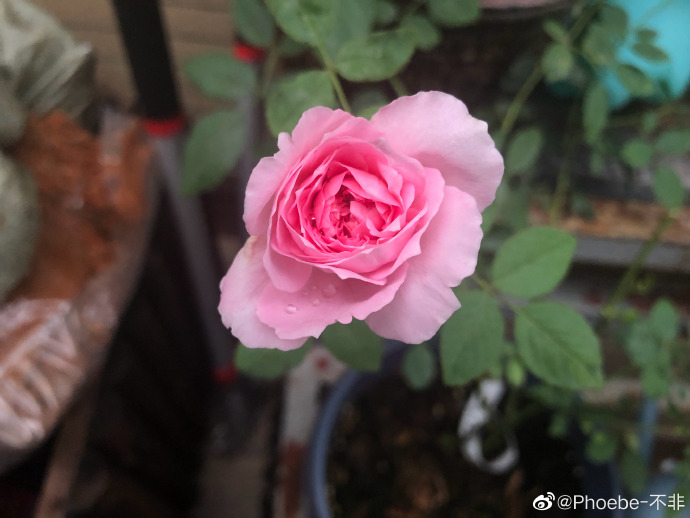 費(fèi)爾柴爾德先生的巧妙
