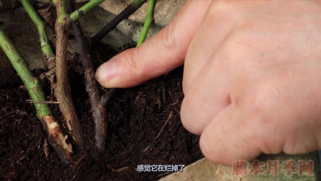 月季的表皮發(fā)黑，都是哪些原因造成的？