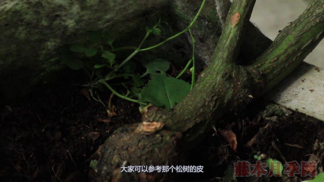 月季的表皮發(fā)黑，都是哪些原因造成的？