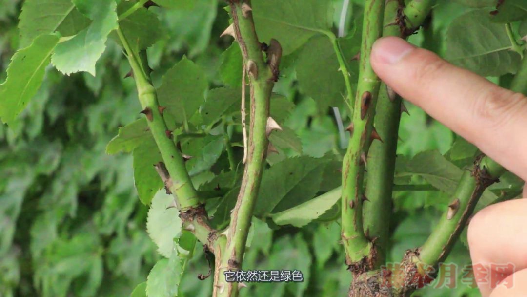 月季的表皮發(fā)黑，都是哪些原因造成的？