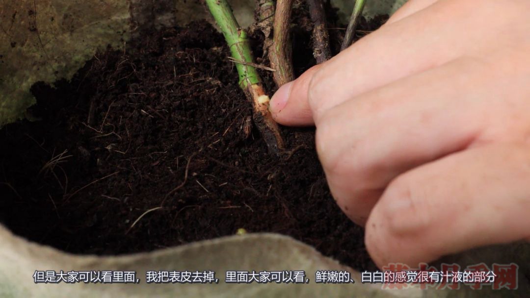 月季的表皮發(fā)黑，都是哪些原因造成的？