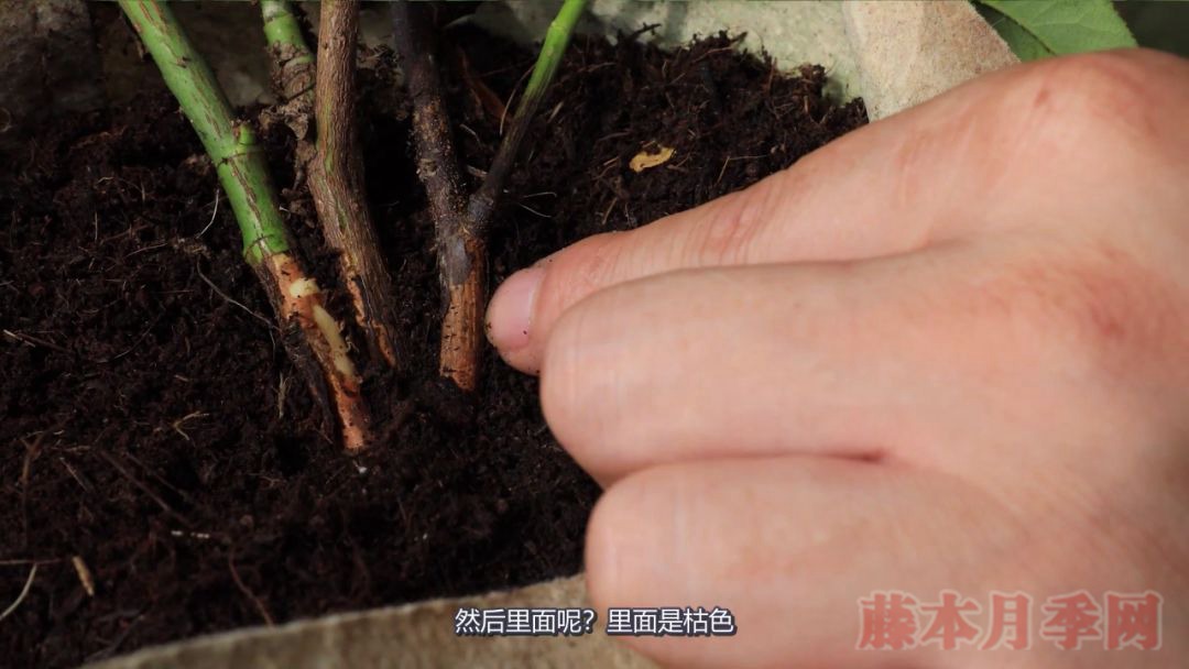 月季的表皮發(fā)黑，都是哪些原因造成的？