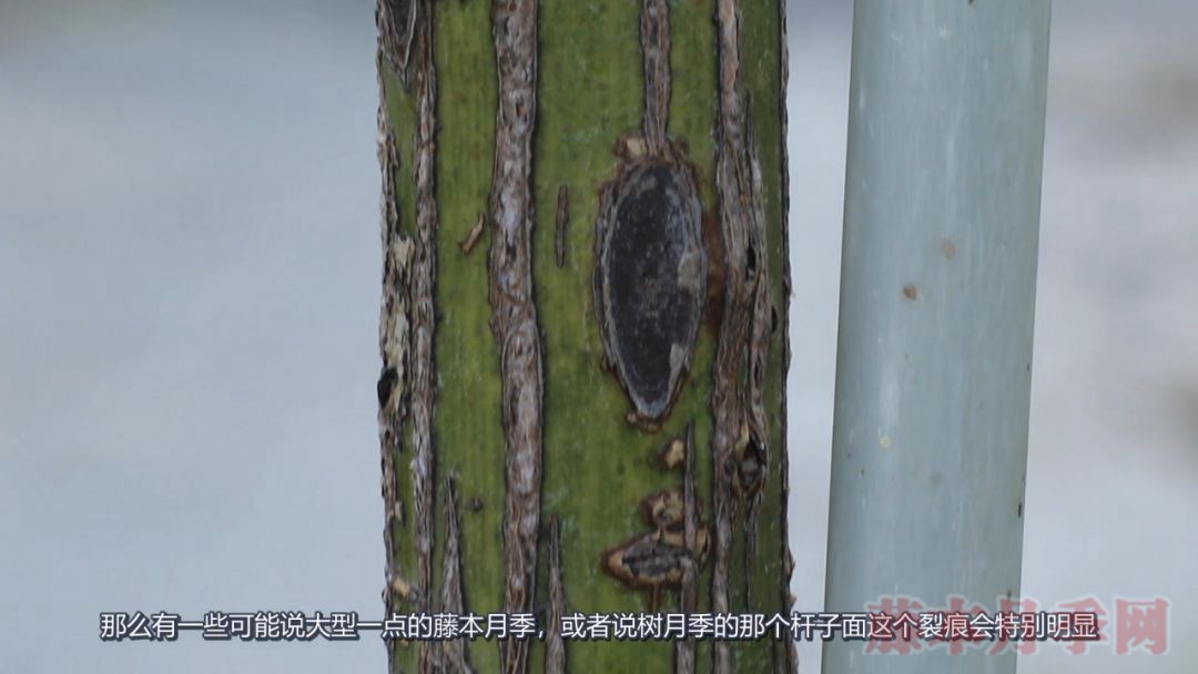月季的表皮發(fā)黑，都是哪些原因造成的？